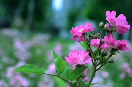 Flowersの写真素材