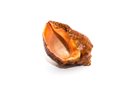 Seashell from the Black Seaの写真素材