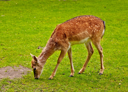 the little calfの写真素材