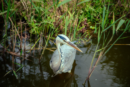 White Heron with a long beak in the water on the riverの写真素材