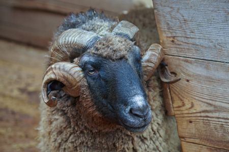 old RAM with twirled horns near the shedの写真素材