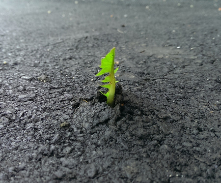 Grass  through the asphaltの写真素材