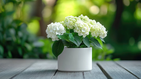 Minimalist white pot of hydrangeas placed against a backdrop of natural green foliageの素材