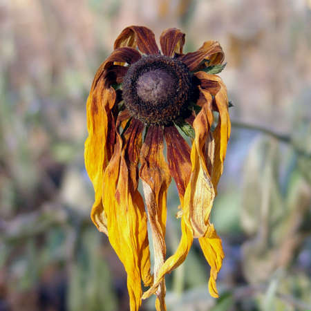 one withered flowerの写真素材