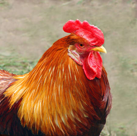 ginger rooster with the red crest and wattle