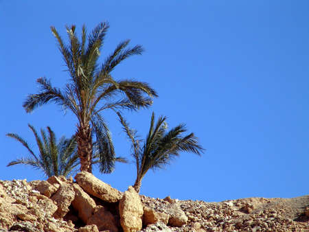   palms against a background blue skyの写真素材