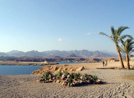 cactus and palms on the coast of the bay the red sea