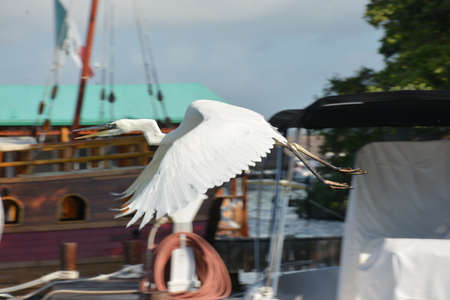 White heron is an aquatic bird with white plumage, large and slender that can reach one meter in height. It inhabits all kinds of wetlands in temperate and tropical regions.の写真素材