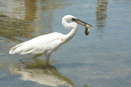 White heron with its food, is a bird with white plumage, large and slender. It inhabits all kinds of wetlands in temperate and tropical regions.の写真素材