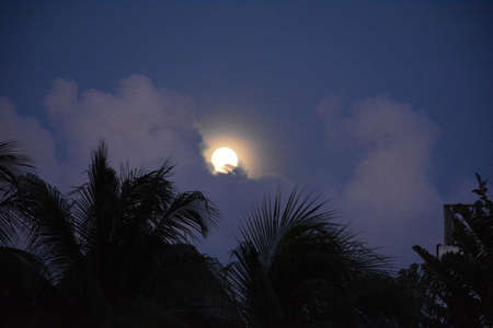Full moon and palm treesの写真素材