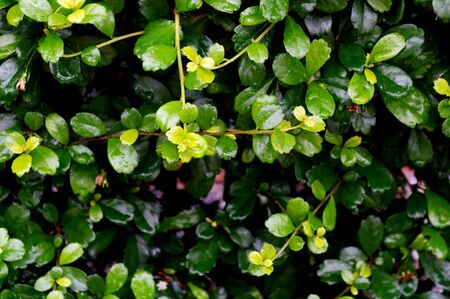 Green Eukien tea leaves texture and background.