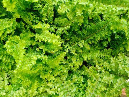 Ferns plants and leaves fresh green foliage natural floral fern background in sunlight.