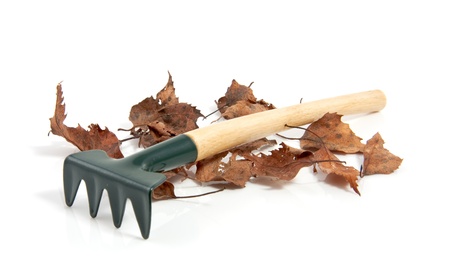 a garden rake with dried leaves isolated over white