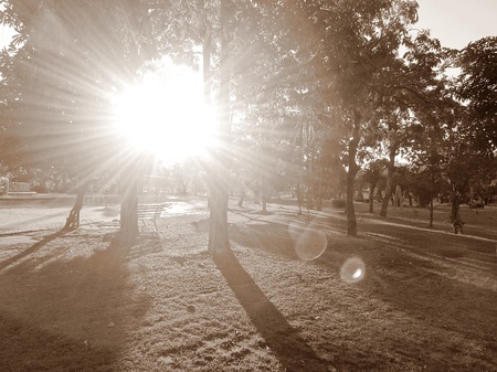 Garden in evening with sunlightの写真素材
