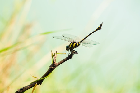 Yellow and black dragonflyの写真素材