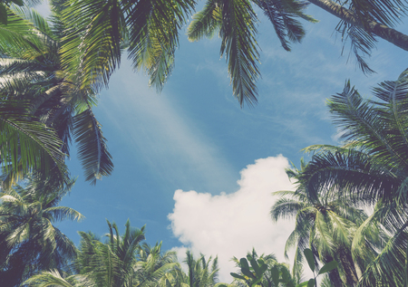 Exotic summer tropical palm tree backgroundの写真素材