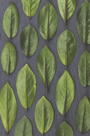 Green leaves laid out on a slate background. Nature conceptの写真素材
