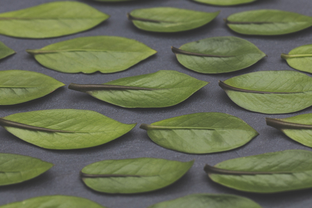 Green leaves laid out on a slate background. Nature conceptの写真素材