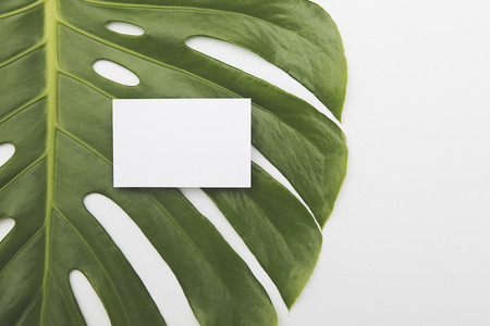 Large green tropical leaf from the monstera plant with a blank business card