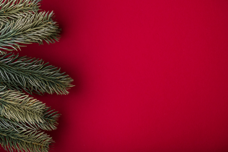 Christmas fir tree branches on a red backgroundの写真素材