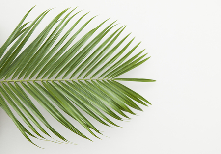 Tropical palm tree leaf on a plain white backgroundの写真素材