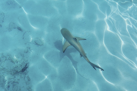 Reef shark in shallow clear waterの写真素材