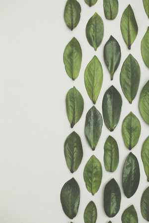 Green leaves arranged on a white background. Lay flat backgroundの写真素材