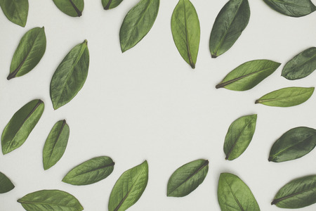 Green leaves arranged on a white background. Lay flat backgroundの写真素材