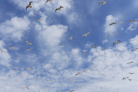 A group of seagulls flying at the coastの写真素材