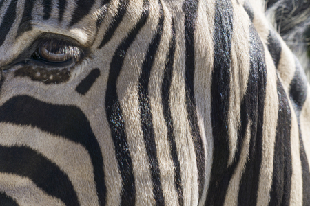 Close up of a zebra with black and white stripesの写真素材