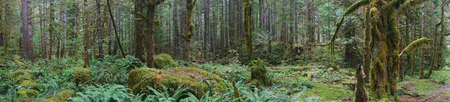 National Rainforest