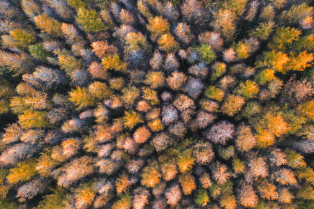Aerial view of a pine forest in autunm. drone photographyの写真素材