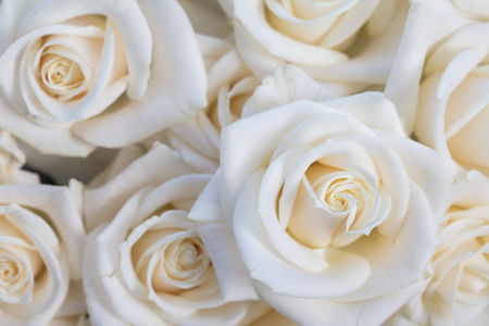 Elegant close up of a white rose backgroundの写真素材
