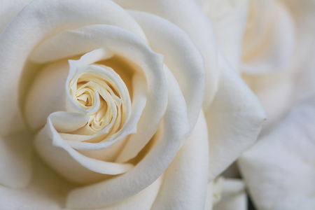 Elegant close up of a white rose backgroundの写真素材
