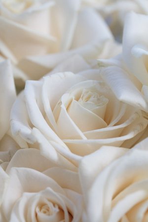 Elegant close up of a white rose backgroundの写真素材