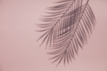 Tropical palm tree leaf shadow on a pastel pink background. Summertime layoutの写真素材