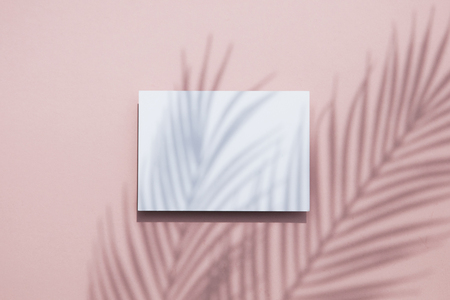 Tropical palm leaf shadow on a white card frame. Exotic summer background.の写真素材