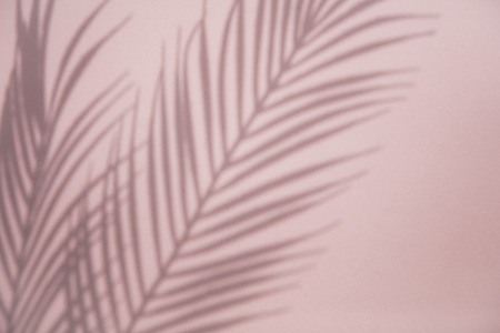 Tropical palm tree leaf shadow on a pastel pink background. Summertime layout