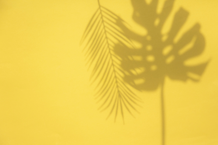 Bright summertime trendy tropical leaf shadows on a yellow backgroundの写真素材