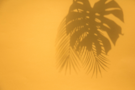 Summer trendy tropical leaf shadows on a bright orange backgroundの写真素材