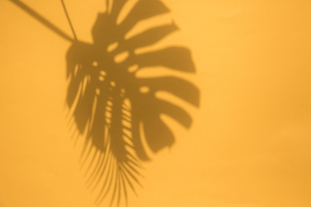 Summer trendy tropical leaf shadows on a bright orange backgroundの写真素材