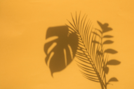 Summer trendy tropical leaf shadows on a bright orange backgroundの写真素材