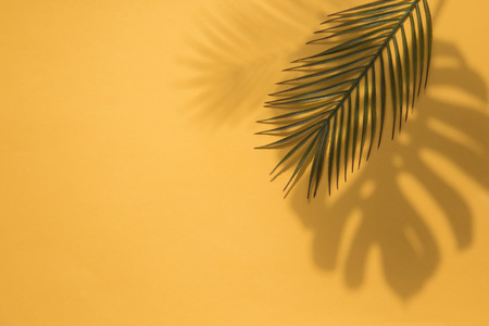Summer trendy tropical leaf shadows on a bright orange backgroundの写真素材