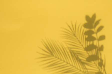 Tropical palm tree leaf shadow on a yellow background. Summertime layout