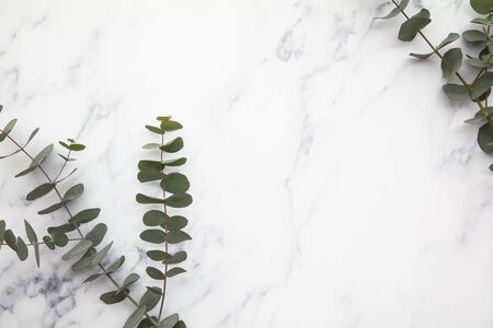 Branches of eucalyptus leaves on a marble background. Lay flatの写真素材