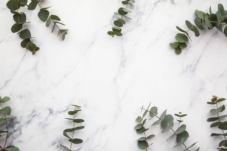 Border of eucalyptus leaves on a marble background. Lay flatの写真素材