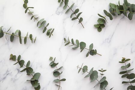 Branches of eucalyptus leaves on a marble background. Lay flatの写真素材