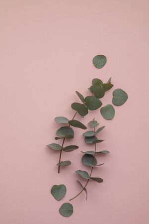 Branches of eucalyptus leaves on a marble background. Lay flatの写真素材