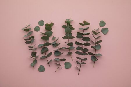 Branches of eucalyptus leaves on a marble background. Lay flatの写真素材