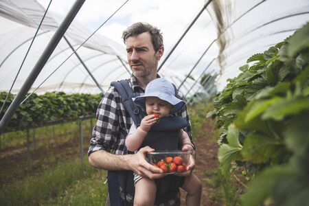 A father and son enjoy picking fresh strawberries together. Family lifestyle.の写真素材